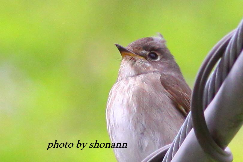 �Ó�̕��ƌ�