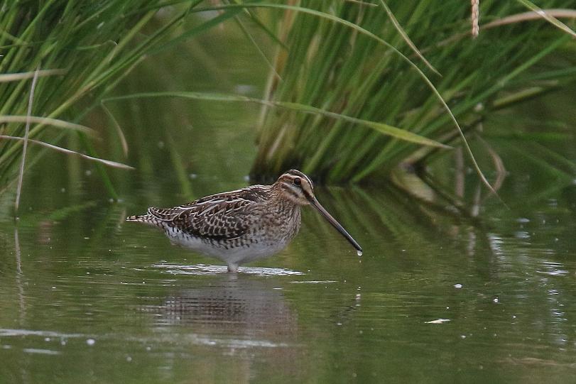 �Ó�̕��ƌ�