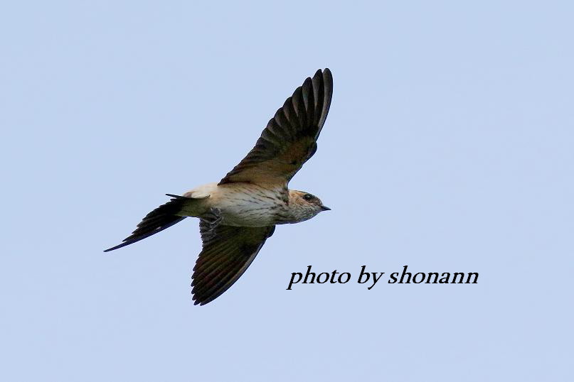 �Ó�̕��ƌ�