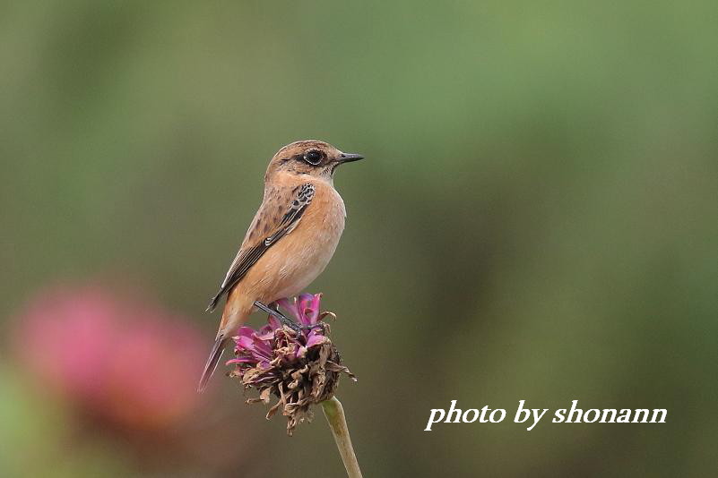 �Ó�̕��ƌ�