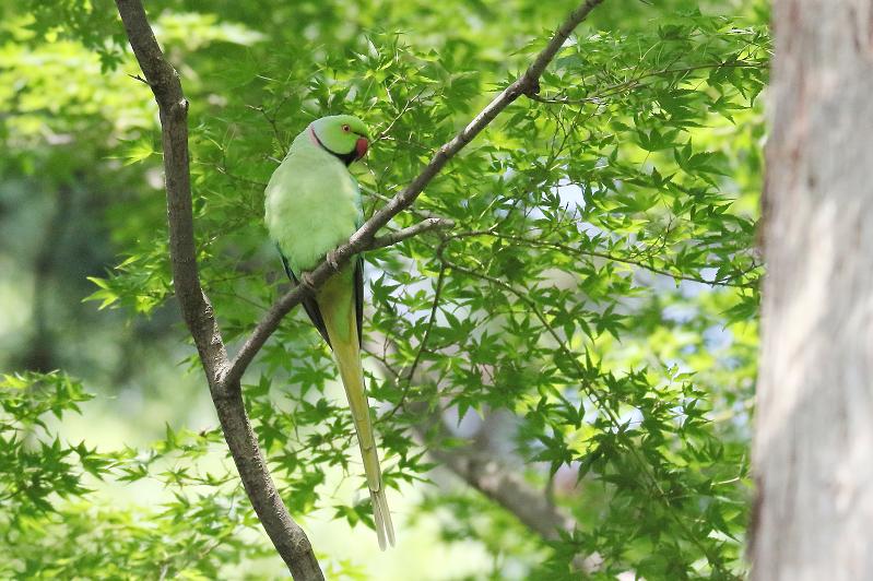 �Ó�̕��ƌ�