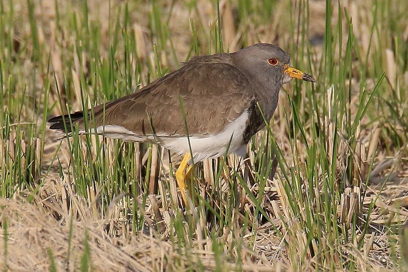 �Ó�̕��ƌ�