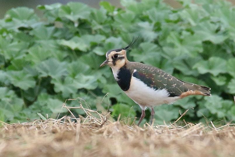 �Ó�̕��ƌ�