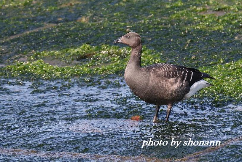 �Ó�̕��ƌ�