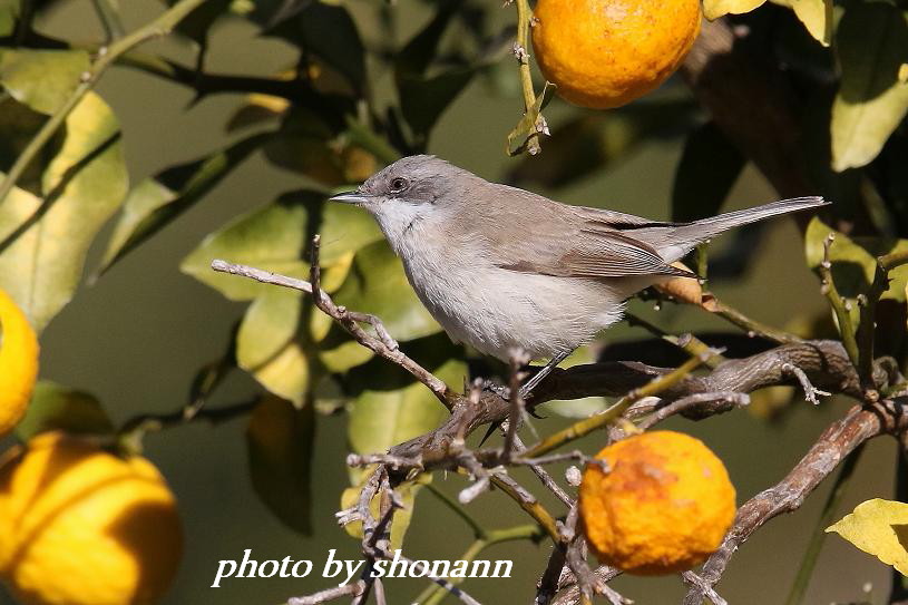 �Ó�̕��ƌ�