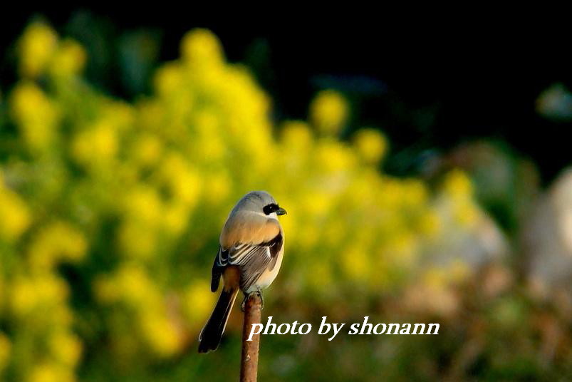 �Ó�̕��ƌ�