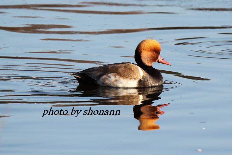 �Ó�̕��ƌ�