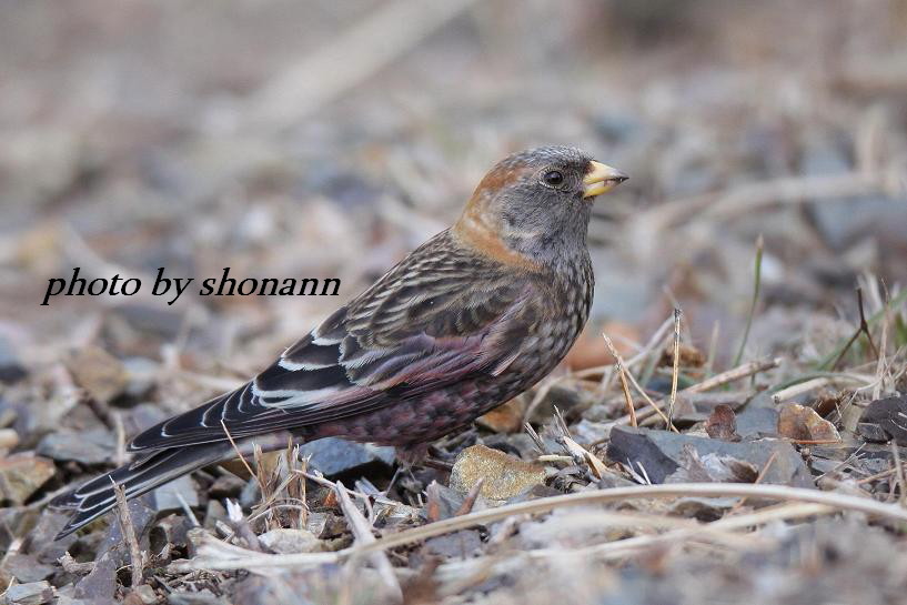 �Ó�̕��ƌ�