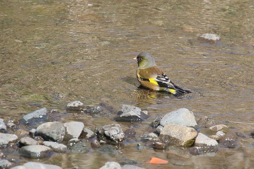 �Ó�̕��ƌ�