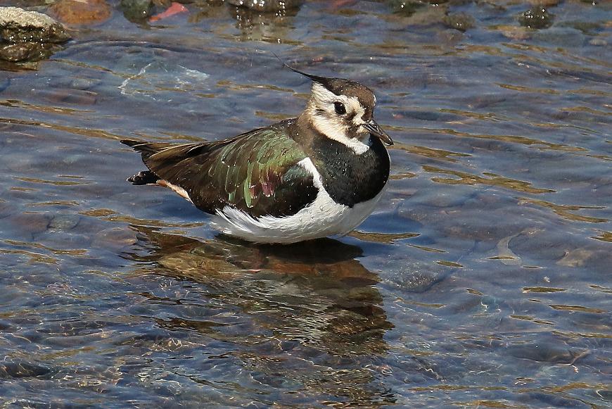 �Ó�̕��ƌ�