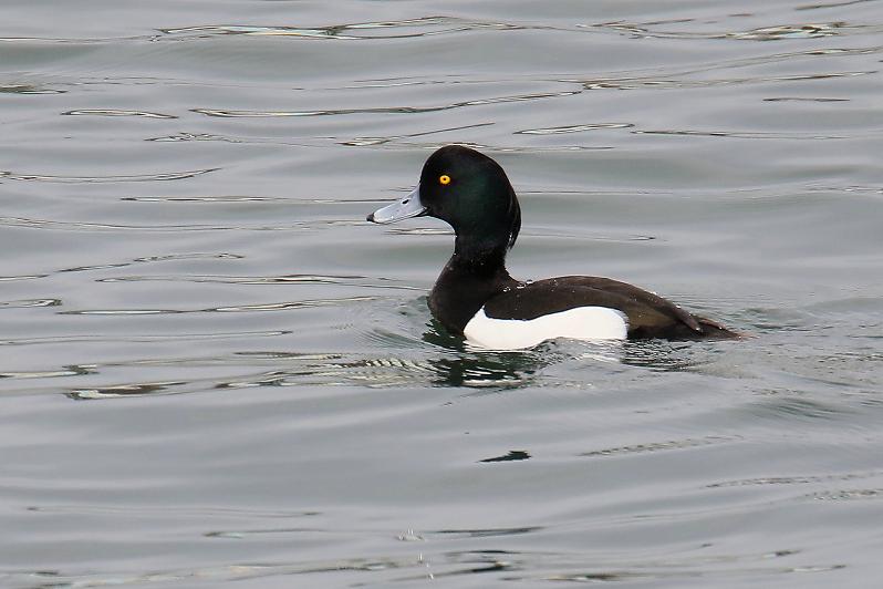 �Ó�̕��ƌ�