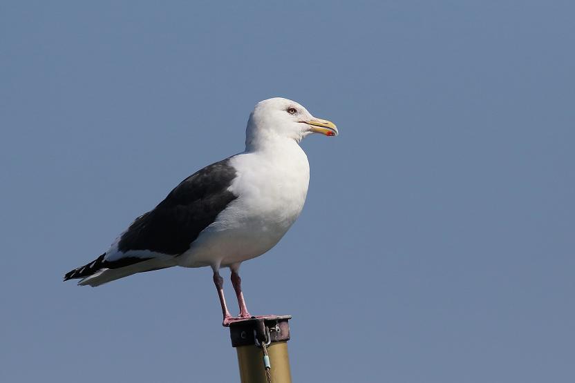 �Ó�̕��ƌ�