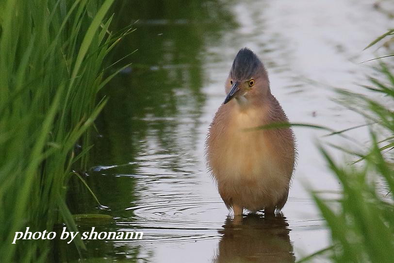 Ó̕ƌ