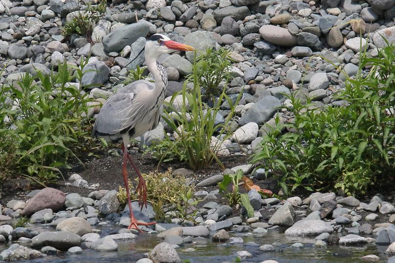 �Ó�̕��ƌ�