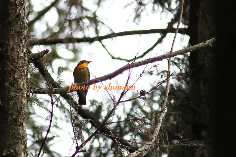 �Ó�̕��ƌ�