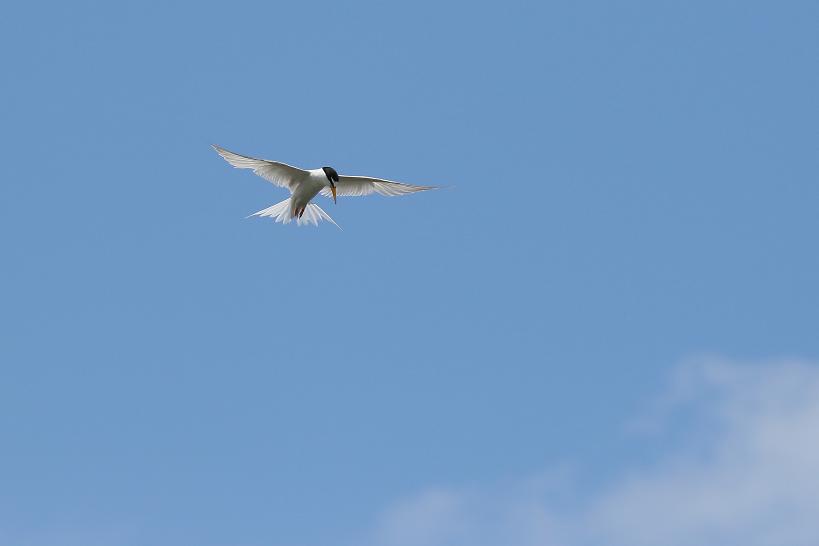 �Ó�̕��ƌ�