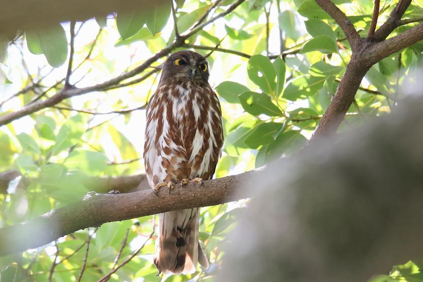 �Ó�̕��ƌ�