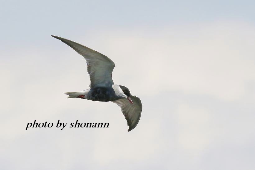 �Ó�̕��ƌ�