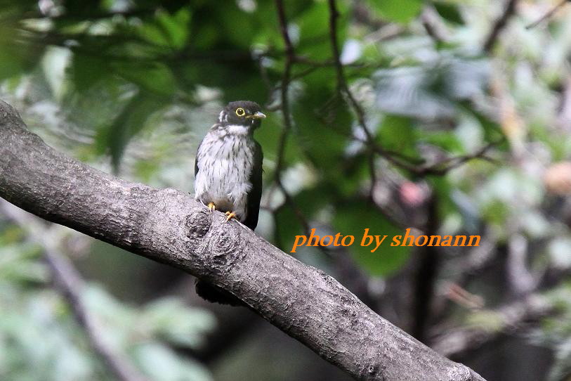 �Ó�̕��ƌ�