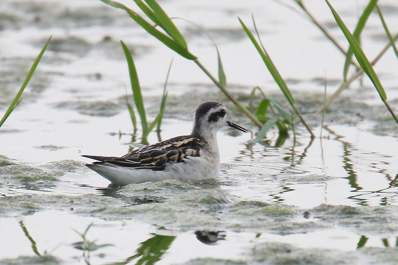 �Ó�̕��ƌ�