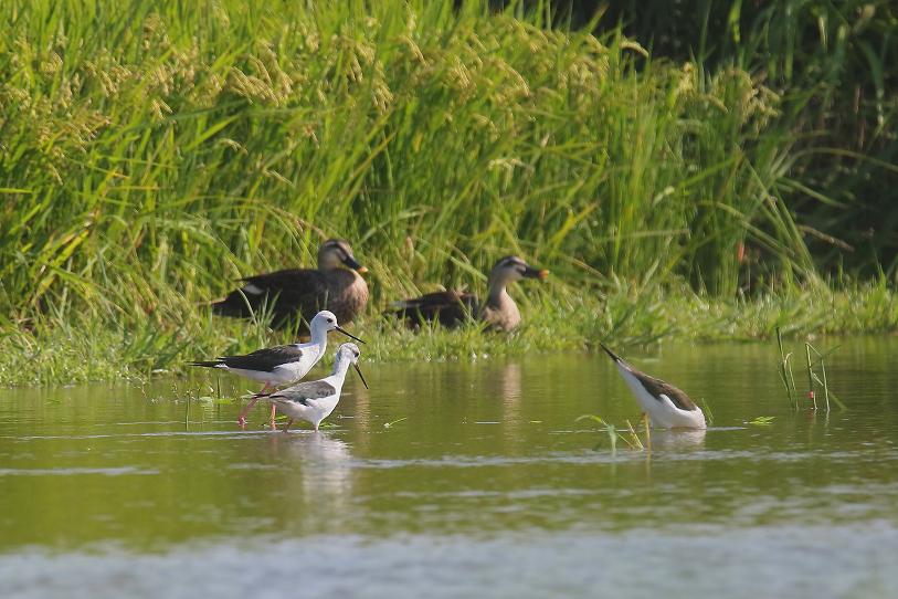 �Ó�̕��ƌ�