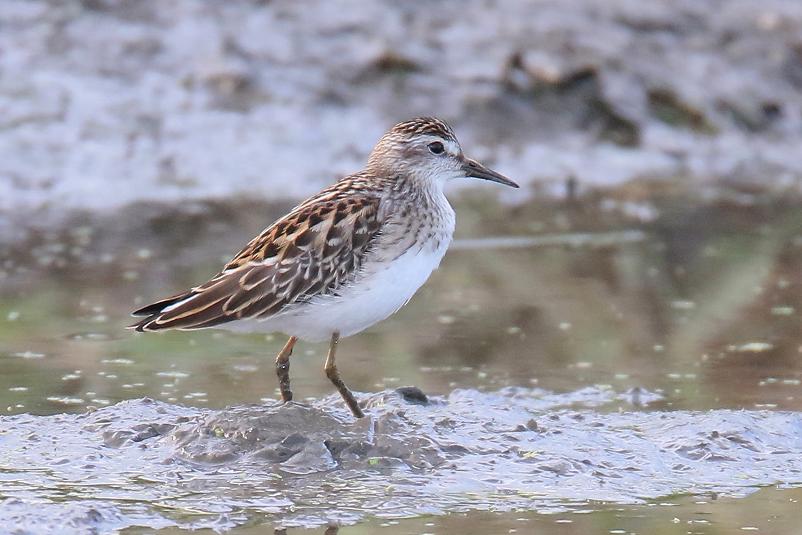 �Ó�̕��ƌ�