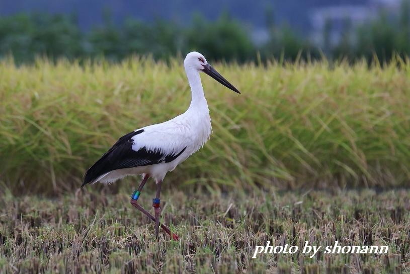 �Ó�̕��ƌ�