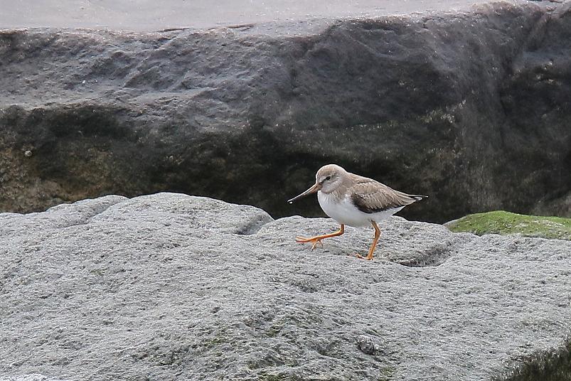 �Ó�̕��ƌ�