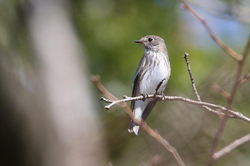 �Ó�̕��ƌ�