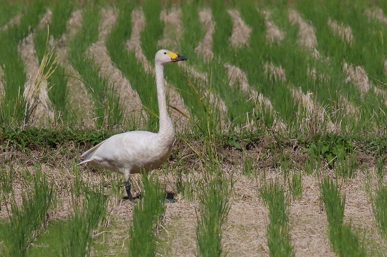 �Ó�̕��ƌ�