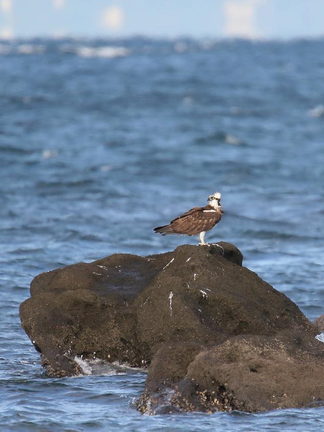 �Ó�̕��ƌ�