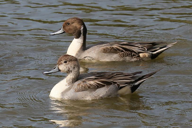 �Ó�̕��ƌ�