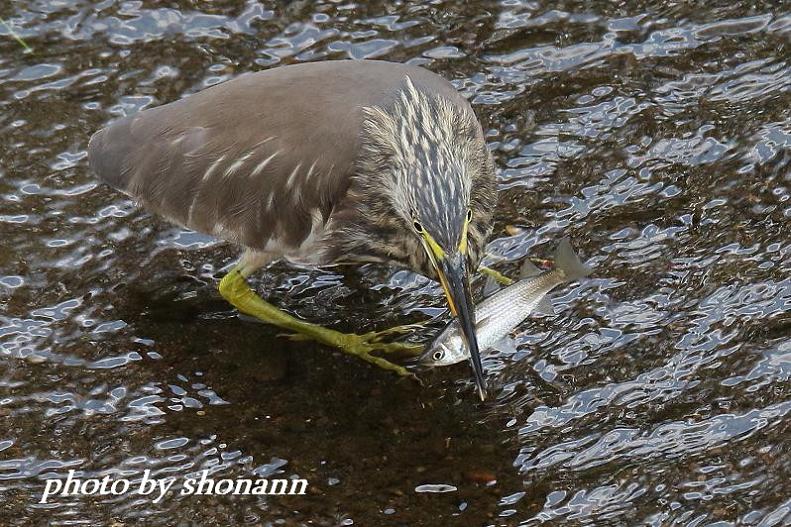 �Ó�̕��ƌ�