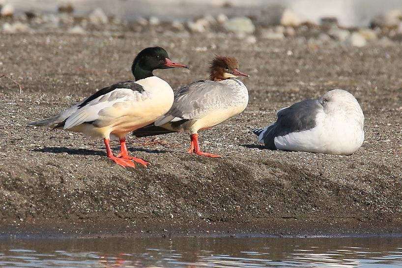 �Ó�̕��ƌ�