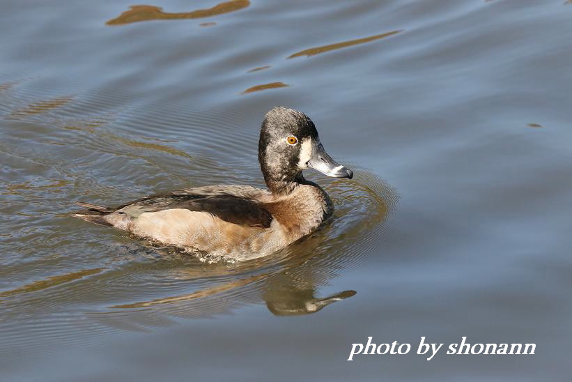 �Ó�̕��ƌ�