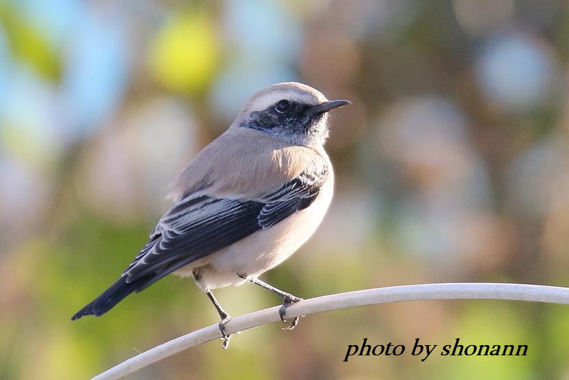 �Ó�̕��ƌ�