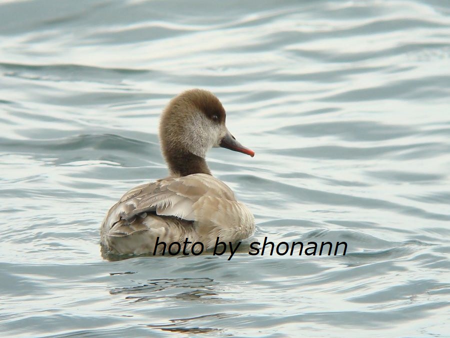 �Ó�̕��ƌ�