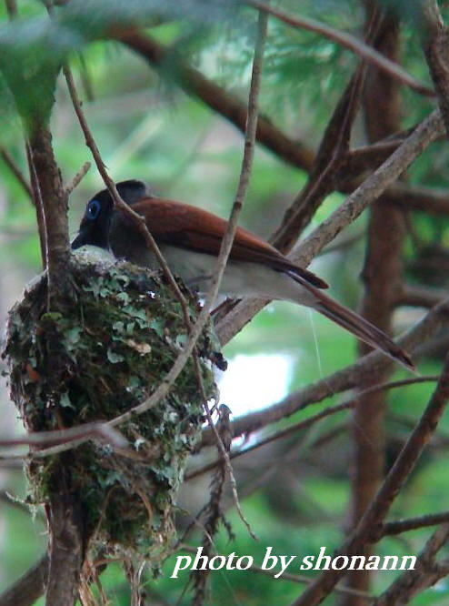 �Ó�̕��ƌ�