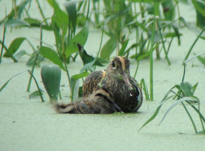 �Ó�̕��ƌ�