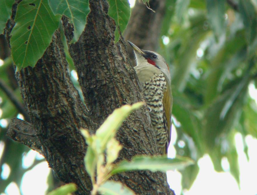 �Ó�̕��ƌ�