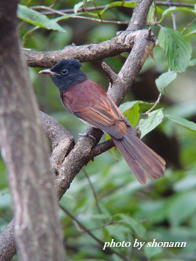 �Ó�̕��ƌ�