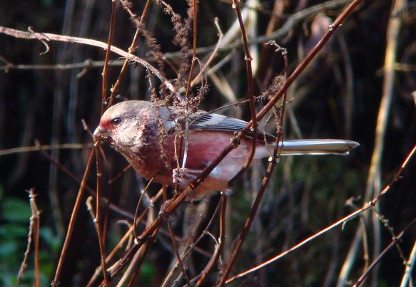 �Ó�̕��ƌ�