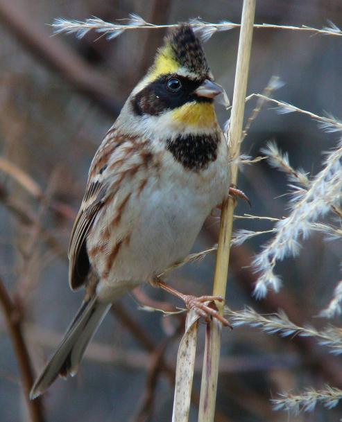 �Ó�̕��ƌ�