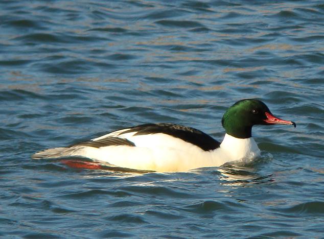 �Ó�̕��ƌ�