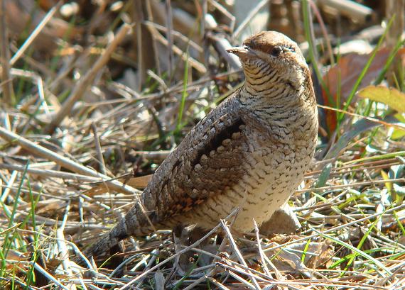 �Ó�̕��ƌ�