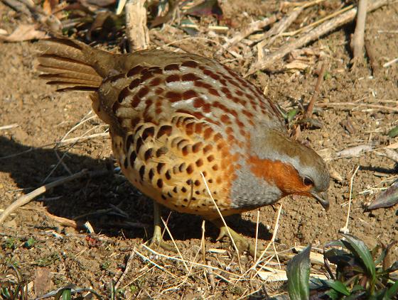 �Ó�̕��ƌ�