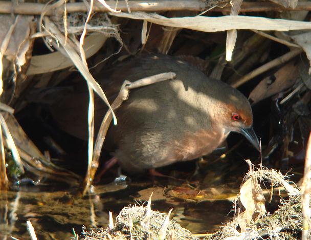 �Ó�̕��ƌ�