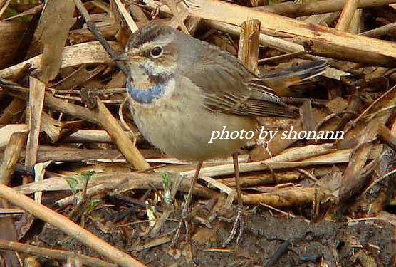 �Ó�̕��ƌ�