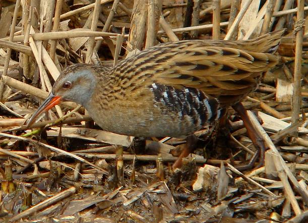 �Ó�̕��ƌ�