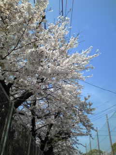 ���q�́[��